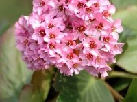 Le bergenia : une fleur facile à cultiver 