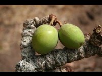 Le beurre de karité, source de jeunesse et d'hydratation