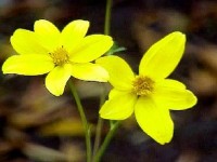 Le bidens : une floraison couleur d'or