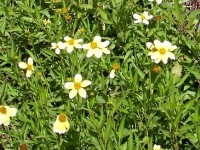 Le bidens aurea : une jolie vivace