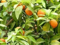 Le bigaradier : un agrume aux multiples qualités