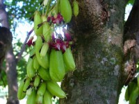 Le bilimbi ou arbre à cornichons : présentation et culture