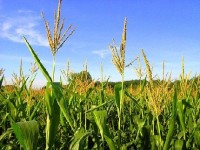 Le bioplastique : définition et applications 