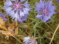 Le bleuet : une fleur des champs au jardin