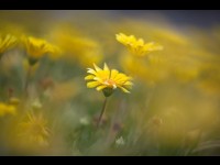 Le bokeh ou comment utiliser le flou en photographie