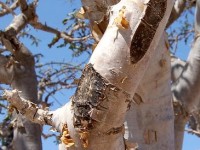 Le Boswellia sacra ou arbre à encens