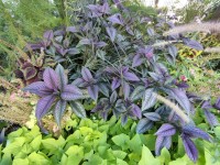 Le bouclier persan : une plante au feuillage violet