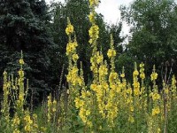 Le bouillon-blanc : un remède contre la toux