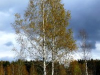 Le bouleau : présentation et plantation