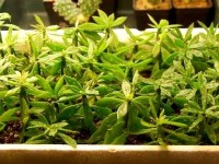 Le bouturage : guide pratique