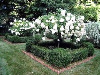 Le buis : la plante reine de l'art topiaire