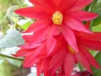 Le cactus de Pâques : présentation et entretien