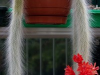 Le cactus queue de singe : une plante étonnante