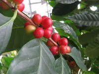 Le caféier : présentation et culture