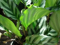 Le calathea : présentation et conseils d'entretien