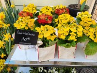 Le calcéolaire : une fleur à la forme étonnante