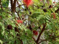 Le calliandra ou arbre à houppettes : un arbuste original