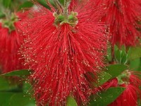 Le callistemon ou rince-bouteille : un arbuste original
