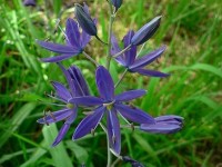 Le camassia : présentation et culture