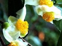 Le camélia de Chine : osez un théier dans votre jardin !