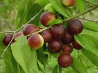 Le camu camu : un fruit champion de la teneur en vitamine C