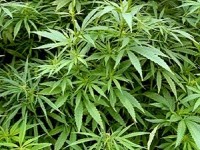 Le cannabis : quels sont les risques pour les adolescents ?