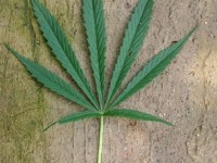 Le cannabis comme médicament : indications et législation