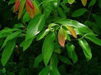 Le cannelier de Ceylan : l'arbre qui donne la cannelle