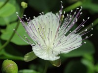Le câprier : la plante qui donne les câpres