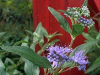 Le caryopteris : une belle plante fleurie en automne