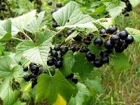 Le cassis : conseils de culture et variétés