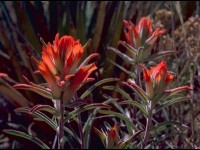 Le castilleja ou pinceau indien : une fleur flamboyante