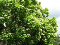 Le catalpa : un très bel arbre à fleurs