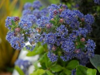 Le céanothe : une profusion de bleu au jardin