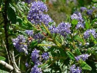 Le céanothe est un arbuste aussi connu sous le nom de :