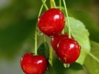 Le cerisier : présentation et conseils de culture