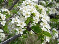 Le cerisier de Sainte-Lucie : un arbuste décoratif