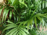 Le Chamaedorea elegans : un palmier nain pour votre intérieur