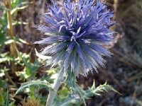 Le chardon bleu : une fleur originale