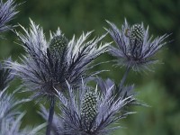 Le chardon bleu des Alpes : une plante décorative