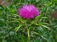 Le chardon marie : une plante pour la digestion