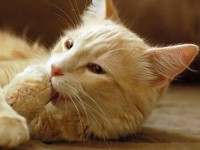 Le chat : un maniaque de la propreté