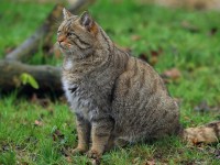 Le chat sauvage : une espèce menacée