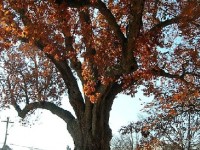 Le chêne rouge d'Amérique : présentation et culture