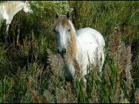 Le cheval Camargue : un symbole de la Camargue