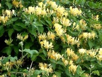 Le chèvrefeuille : présentation et conseils de culture