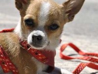 Le chihuahua : un chien de poche au fort caractère