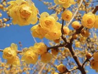 Le chimonanthe : un arbuste à découvrir 