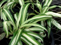 Le chlorophytum ou plante araignée : présentation et entretien