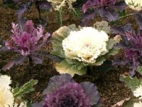 Le chou décoratif : la nouvelle star des massifs